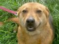 Ena freut SIE NOTFALL - Mischlingshunde - Bild 7