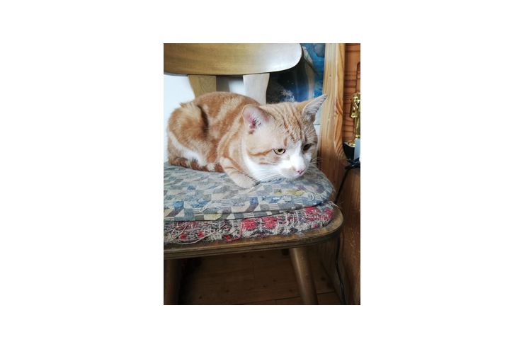 Roter Kater - Mischlingskatzen - Bild 1
