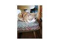 Roter Kater - Mischlingskatzen - Bild 1