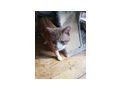 Roter Kater - Mischlingskatzen - Bild 2
