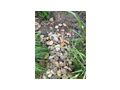 Steine Garten - Gartendekoraktion - Bild 1