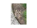Steine Garten - Gartendekoraktion - Bild 2