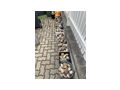Steine Garten - Gartendekoraktion - Bild 3