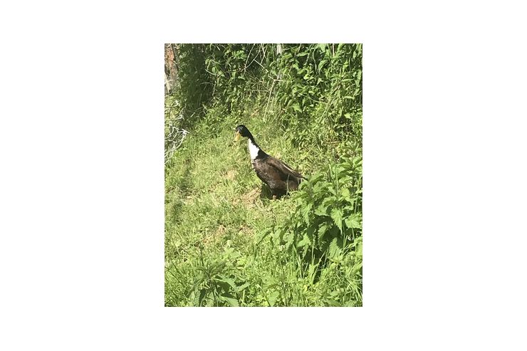 Erpel verschenken - Enten & G�nse - Bild 1