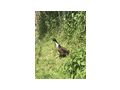 Erpel verschenken - Enten & G�nse - Bild 2