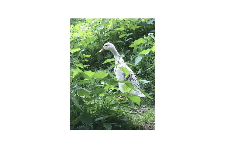 Laufentenpaar vergeben - Enten & G�nse - Bild 1