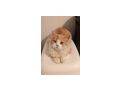 Reinrassige Perser Kater - Rassekatzen - Bild 1