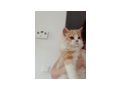 Reinrassige Perser Kater - Rassekatzen - Bild 3