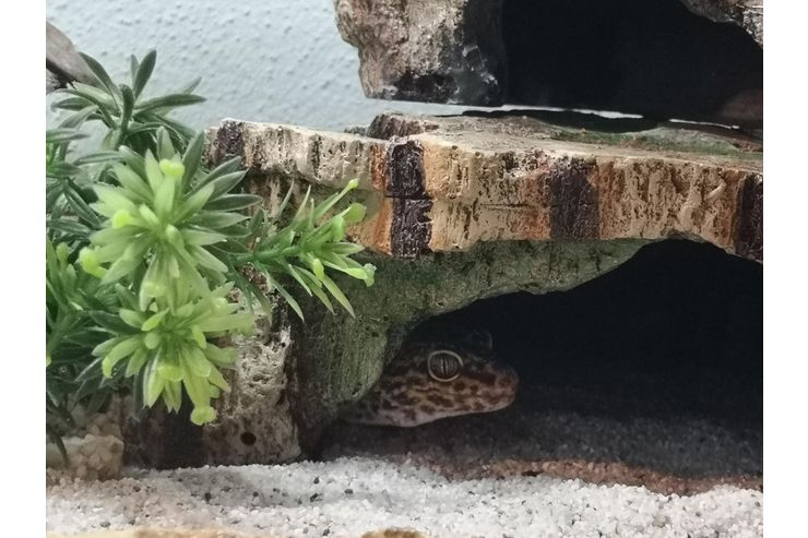 Terrarium Leopardgeckos - Weitere Reptilien & Amphibien - Bild 1