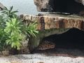 Terrarium Leopardgeckos - Weitere Reptilien & Amphibien - Bild 1