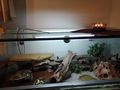 Terrarium Leopardgeckos - Weitere Reptilien & Amphibien - Bild 2