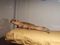 Terrarium Leopardgeckos - Weitere Reptilien & Amphibien - Bild 3