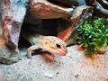 Terrarium Leopardgeckos - Weitere Reptilien & Amphibien - Bild 4