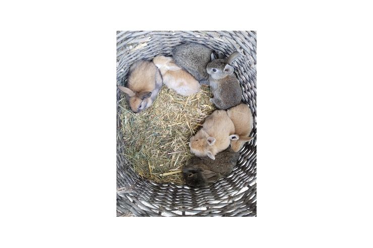 Junge Zwerghasen - Kaninchen & Hasen - Bild 1