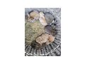 Junge Zwerghasen - Kaninchen & Hasen - Bild 2