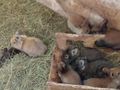Junge Zwerghasen - Kaninchen & Hasen - Bild 3