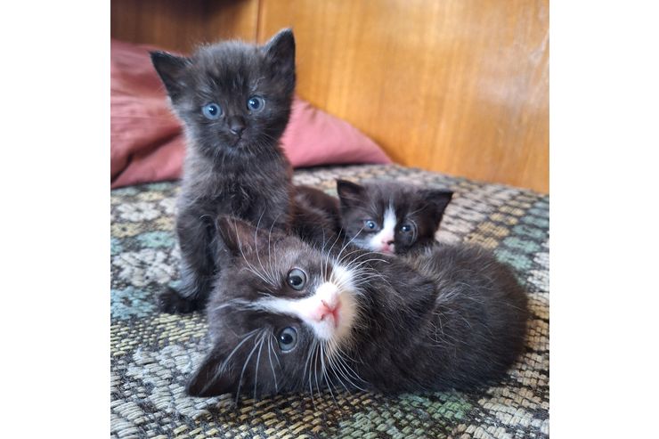 Junge Katzen verschenken - Mischlingskatzen - Bild 1