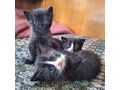 Junge Katzen verschenken - Mischlingskatzen - Bild 1