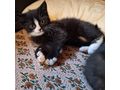 Junge Katzen verschenken - Mischlingskatzen - Bild 3