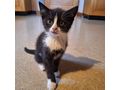 Junge Katzen verschenken - Mischlingskatzen - Bild 4