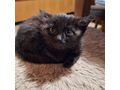 Junge Katzen verschenken - Mischlingskatzen - Bild 2