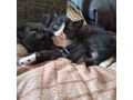 Junge Katzen verschenken - Mischlingskatzen - Bild 5
