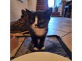 Junge Katzen verschenken - Mischlingskatzen - Bild 6