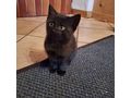 Junge Katzen verschenken - Mischlingskatzen - Bild 7