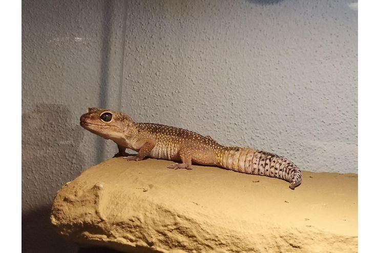 Terrarium Leopardgeckos - Terrarien Zubeh�r - Bild 1