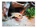 Terrarium Leopardgeckos - Terrarien Zubeh�r - Bild 2