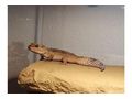 Terrarium Leopardgeckos - Terrarien Zubeh�r - Bild 1