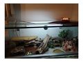 Terrarium Leopardgeckos - Terrarien Zubeh�r - Bild 3