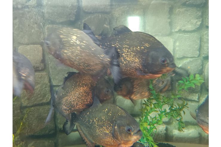 Rote Piranhas - Fische - Bild 1