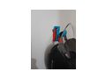 Weltneuheit Helm Halterung Tische Wand - Accessoires & Zubeh�r - Bild 4