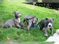 American Staffordshire Welpen - Rassehunde - Bild 1