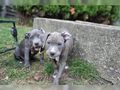 American Staffordshire Welpen - Rassehunde - Bild 2