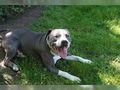 American Staffordshire Welpen - Rassehunde - Bild 4