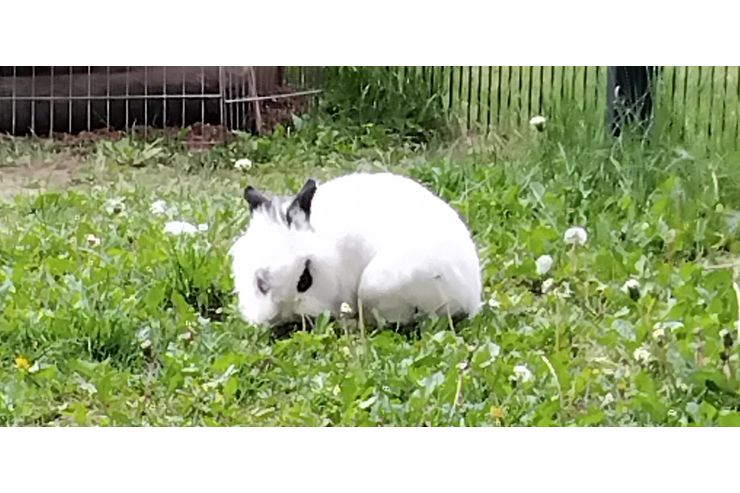 4 j�hriger Kastrat - Kaninchen & Hasen - Bild 1
