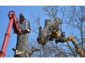 Baumpflege Wien - Kleing�rten - Bild 1