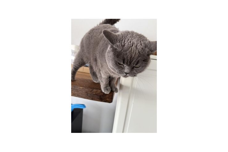 Britisch Kurzhaar verschenken - Rassekatzen - Bild 1