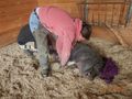 Klauenpflege Heimtier Schwein Ziege Schaf Rind - Tier�rzte - Bild 1