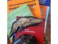 Klauenpflege Heimtier Schwein Ziege Schaf Rind - Tier�rzte - Bild 2