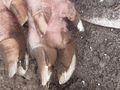Klauenpflege Heimtier Schwein Ziege Schaf Rind - Tier�rzte - Bild 3