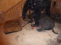 Klauenpflege Heimtier Schwein Ziege Schaf Rind - Tier�rzte - Bild 5