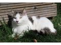 Leo - Mischlingskatzen - Bild 3