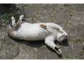 Leo - Mischlingskatzen - Bild 4