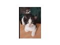 Baby Katze vergeben - Mischlingskatzen - Bild 1