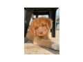 Nova Scotia Duck tolling Retriever weple - Rassehunde - Bild 1