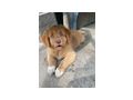 Nova Scotia Duck tolling Retriever weple - Rassehunde - Bild 2