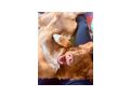 Nova Scotia Duck tolling Retriever weple - Rassehunde - Bild 3
